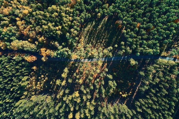 Route à travers la forêt vue aérienne