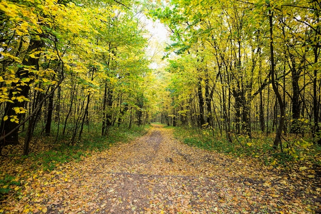 route à travers la forêt