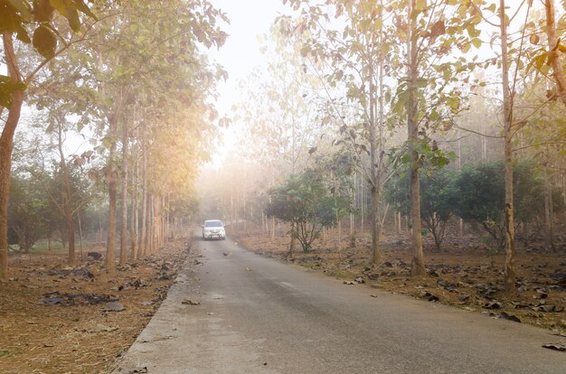 la route à travers la forêt