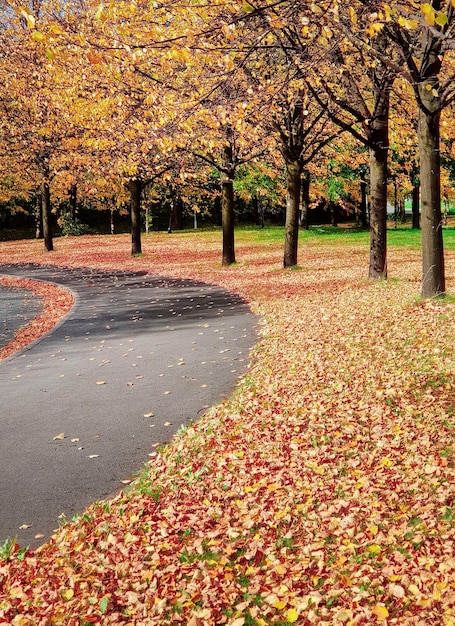 Route à travers le parc des feuilles d'automne à Manchester en Angleterre