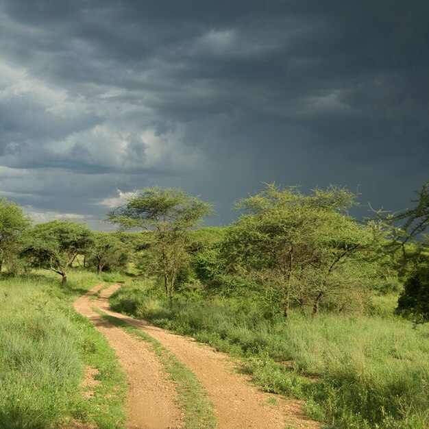 Route à travers la réserve du Serengeti