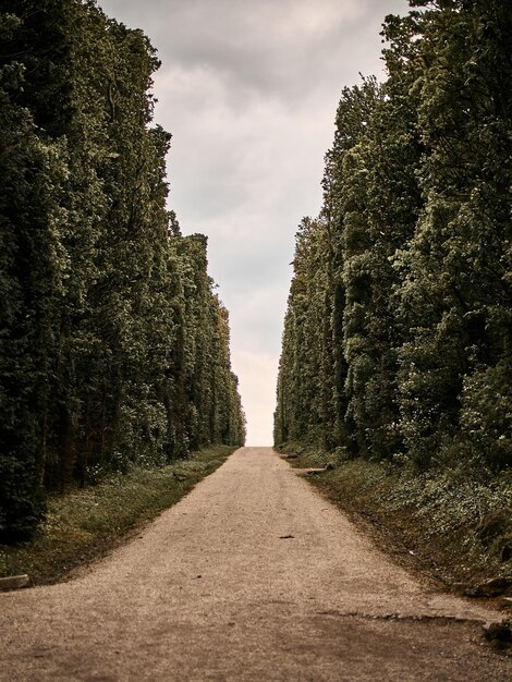 Route vers le ciel Arbres verts dans le parc en été