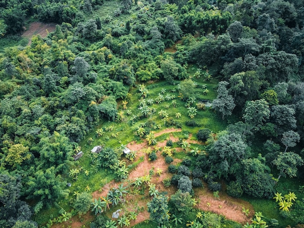 La route vers les terres agricoles et les champs dans la forêt verte.