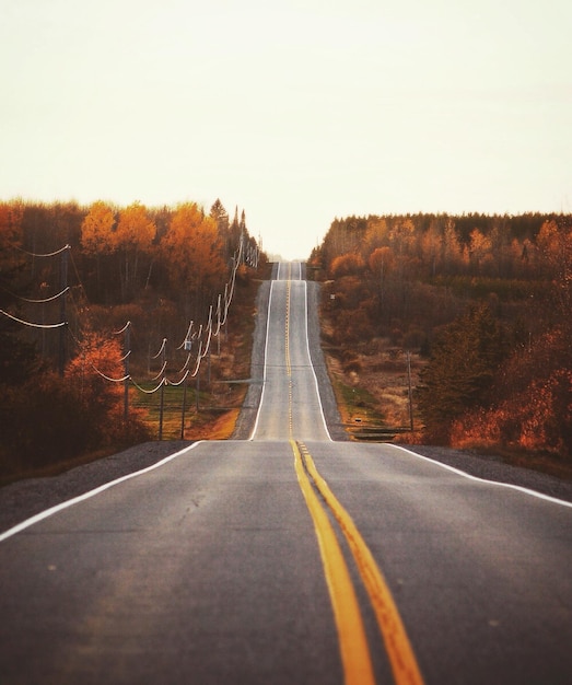 Une route vide au milieu des arbres contre un ciel clair en automne