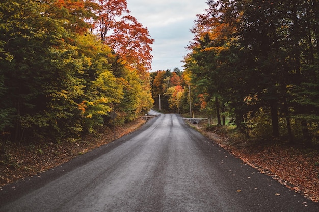 Une route vide au milieu des arbres dans la forêt en automne