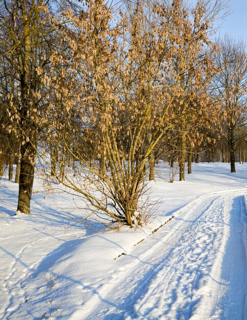 Route à vide dans la forêt en hiver