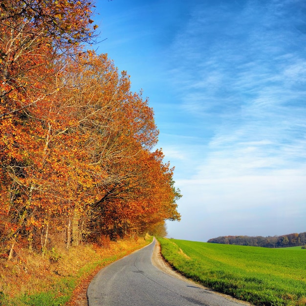 Une route vide entourée d'arbres d'automne avec un ciel bleu et un espace de copie Paysage avec une seule route asphaltée de campagne pour voyager le long d'une belle prairie ou prairie pittoresque en Allemagne