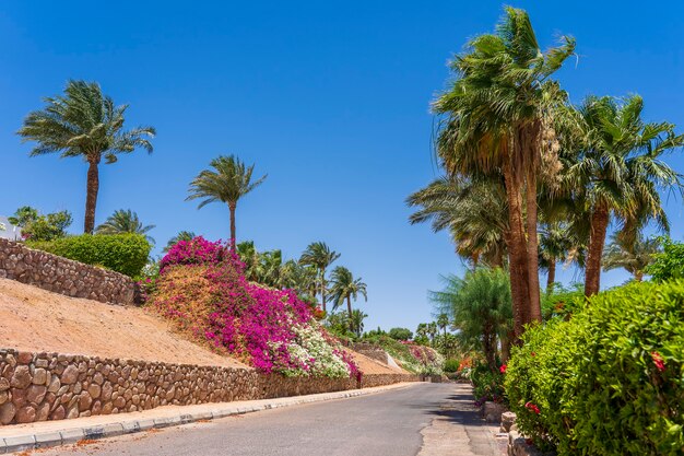 Route vide, fleurs colorées et palmiers dans la rue d'Egypte à Sharm El Sheikh