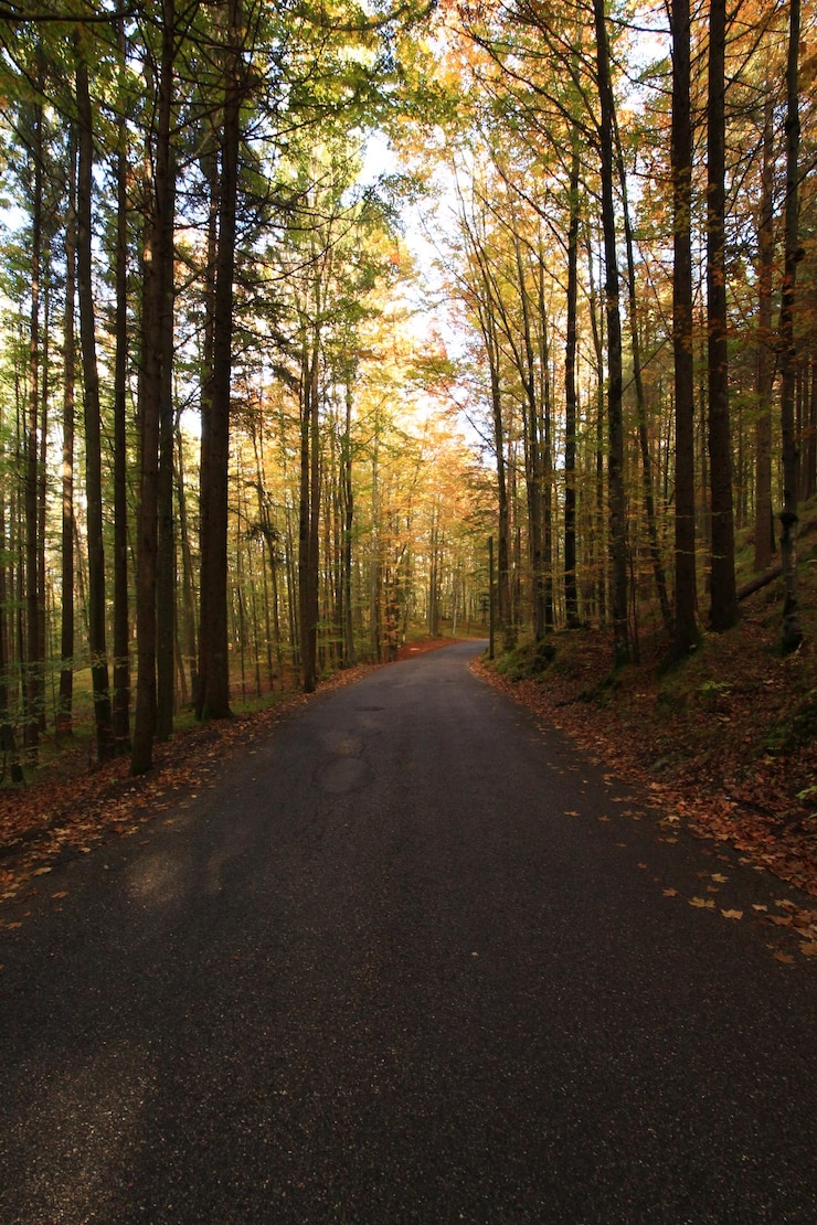 Photo une route vide le long des arbres dans la forêt