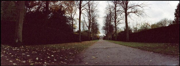 Photo une route vide le long d'arbres nus