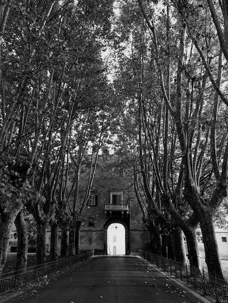Une route vide le long des arbres
