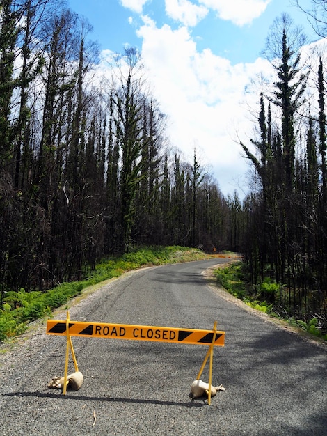 Photo une route vide par les arbres contre le ciel