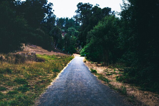 Photo une route vide par les arbres