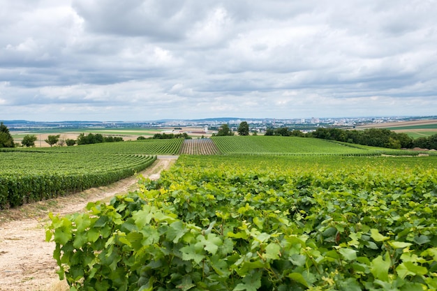 Route sur vignoble