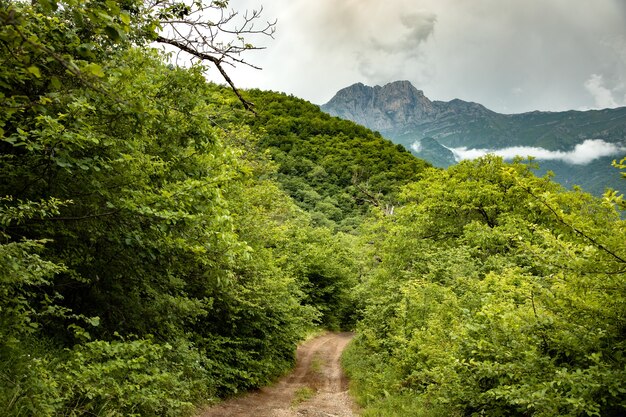 Route vintage dans la forêt verte en montagne