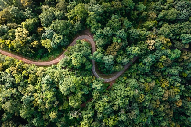 Route de vue aérienne à travers la forêt verte