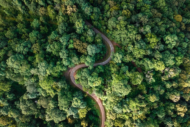 Route de vue aérienne à travers la forêt verte