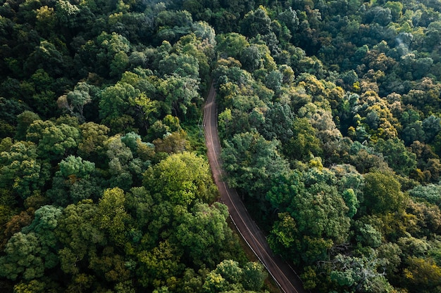 Route de vue aérienne à travers la forêt verte