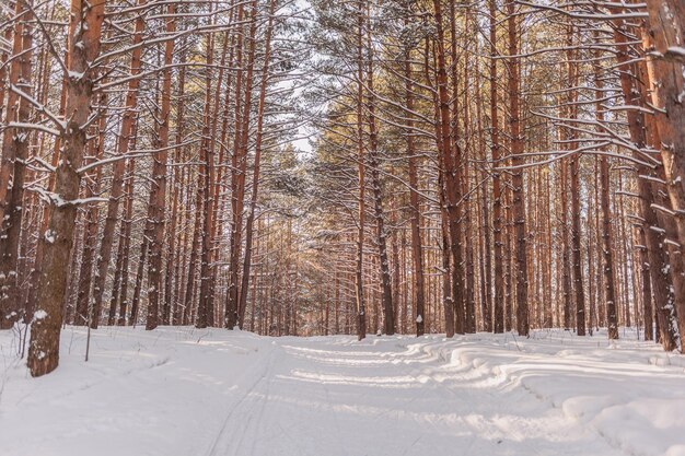 Routes et sentiers forestiers magnifiques et insolites Beau paysage d'hiver Les arbres se tiennent en rang