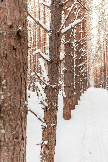 Routes et sentiers forestiers magnifiques et insolites Beau paysage d'hiver Les arbres se tiennent en rang