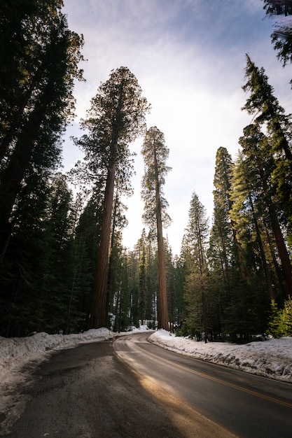 Routes à travers le parc national de Sequoia en Californie