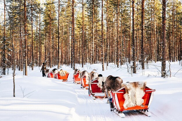Rovaniemi, Finlande - 5 mars 2017 : safari en traîneau à rennes en Finlande en Laponie en hiver.