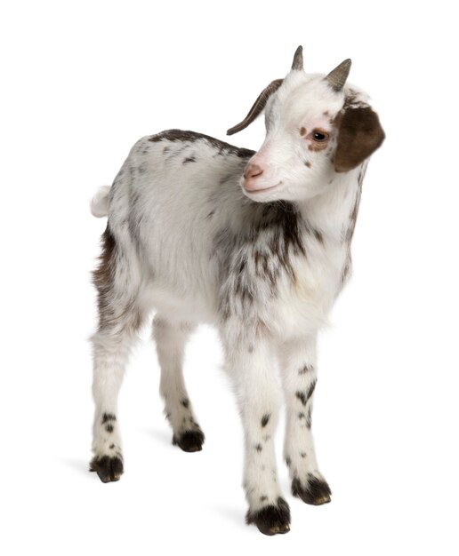 Rove goat kid, debout