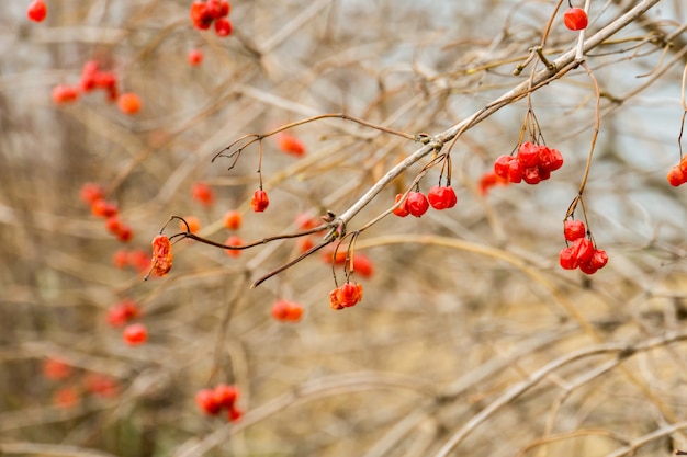 Rowan Berries en automne