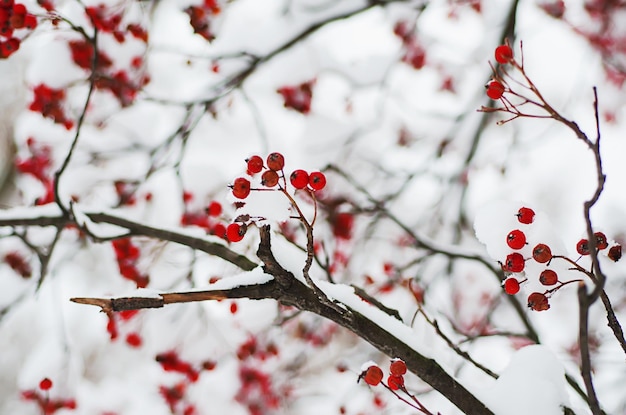 Rowan dans la neige