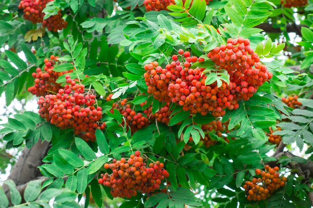 Rowan avec des grappes de baies mûres