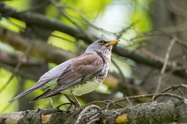 Rowan merle sur une branche