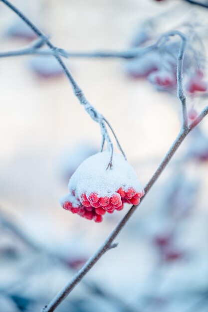 Rowan rouge en hiver sous la neige Concept d'hiver