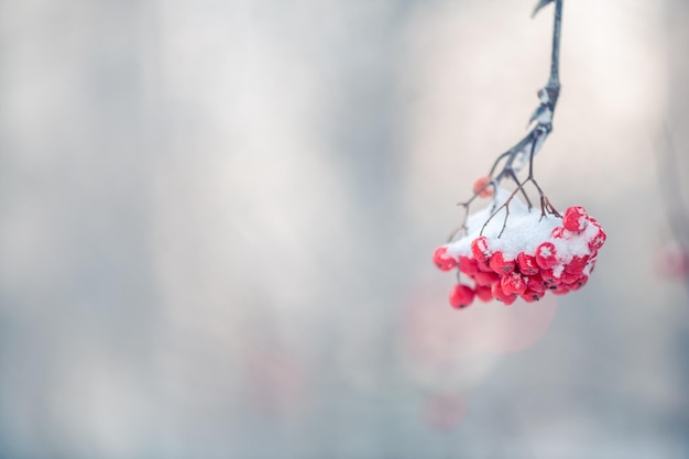 Rowan rouge en hiver sous la neige Concept d'hiver