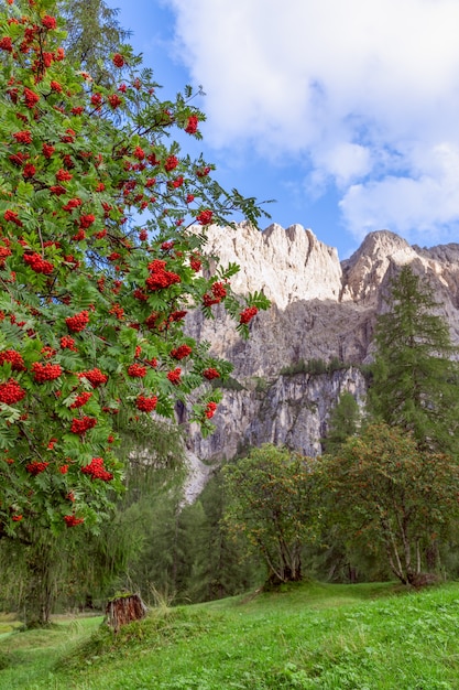 Rowan tree dans les montagnes