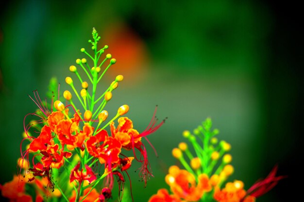 Royal Poinciana en pleine floraison pendant les moussons en Inde