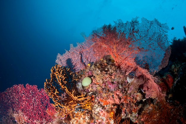 Les royaumes sous-marins colorés de Raja Ampat, Papouasie Indonésie