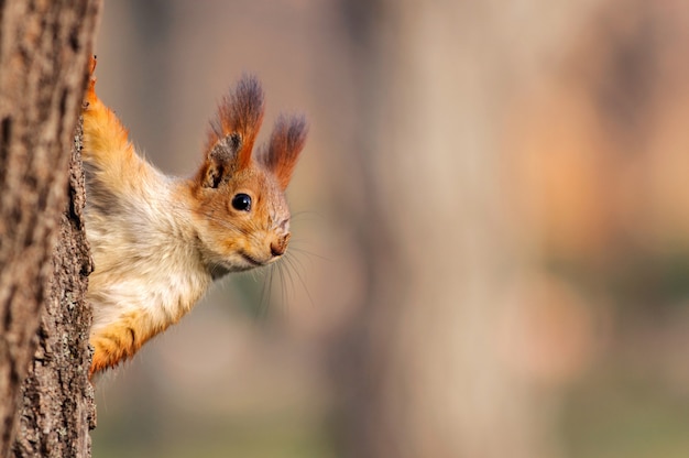 Photo rred squirrel jette un œil derrière un arbre