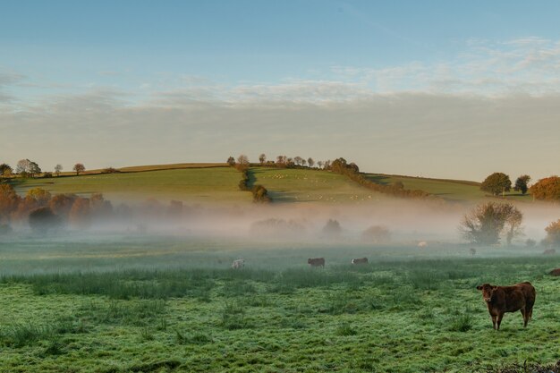 Rual Ireland.Lever de soleil brumeux sur les terres agricoles dans les Midlands de l'Irlande.