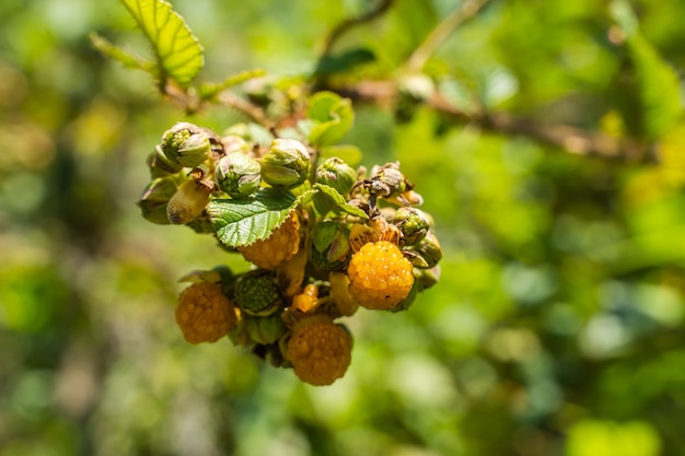 Rubus ellipticus a également appelé framboise jaune de l'Himalaya par une belle journée d'été. Rubus elliptique Sm