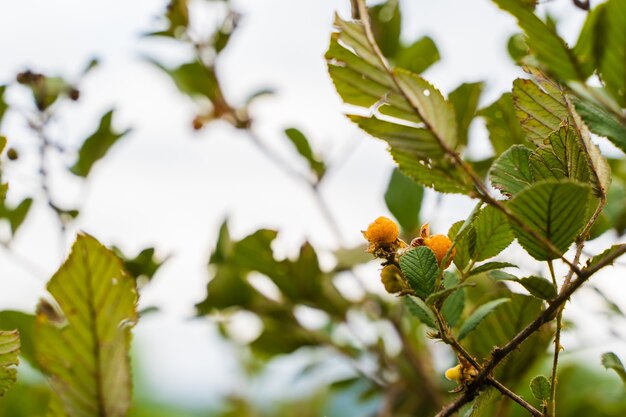 Rubus ellipticus a également appelé framboise jaune de l'Himalaya par une belle journée d'été. Rubus elliptique Sm