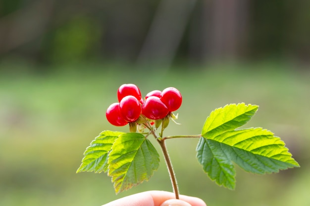 Rubus Saxatilis Ou Ronce De Pierre à La Main.