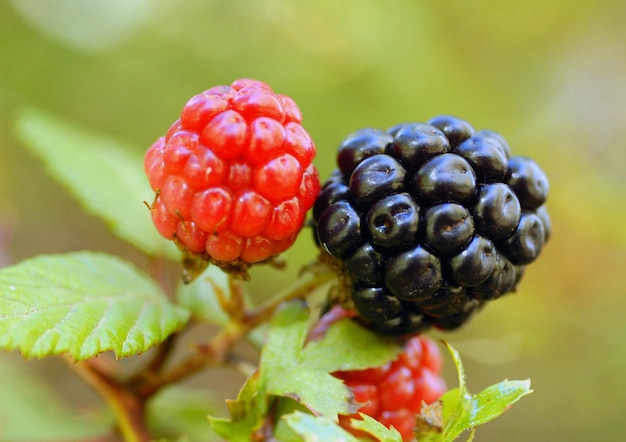 Rubus ulmifolius appelé blackberry est une espèce d'arbuste de la famille des rosacées