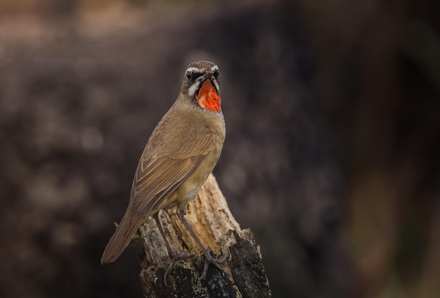 Rubythroat de Sibérie Luscinia calliope sur branche sèche.