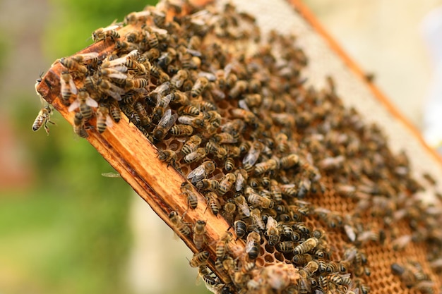 Une ruche avec des abeilles Close up macro