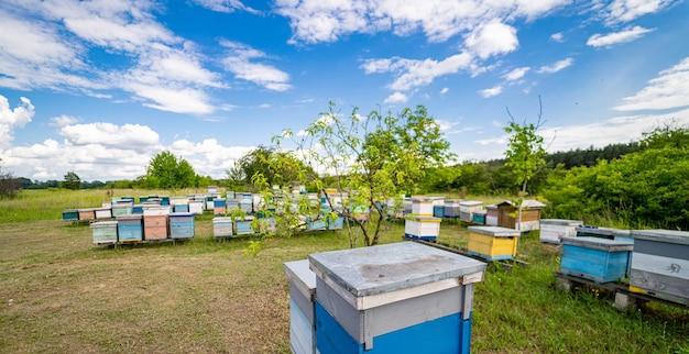 Ruche d'abeilles en plein air d'été Beau champ de ruches à miel