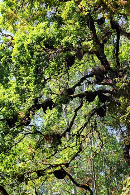 Ruche d'abeilles sauvages sur l'arbre