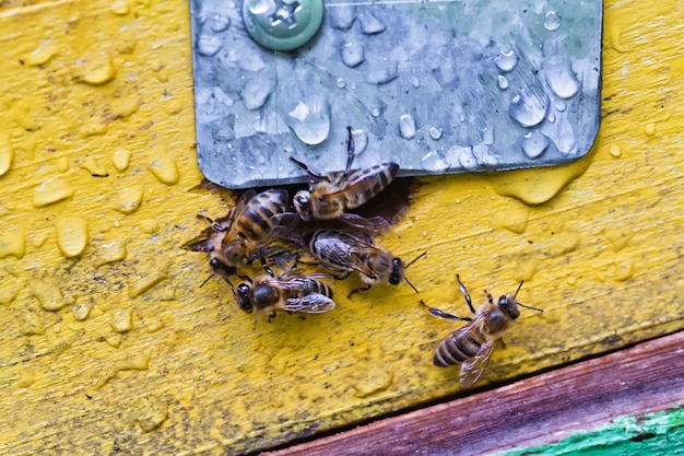 De la ruche, les abeilles sortent.