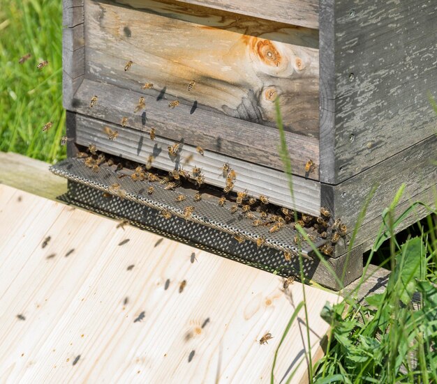 Photo une ruche avec des abeilles