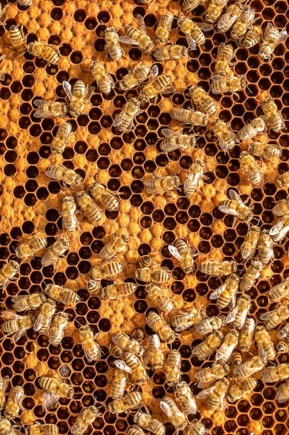 La ruche émerveille les abeilles sur des cadres de nid d'abeille avec des larves d'âges variés