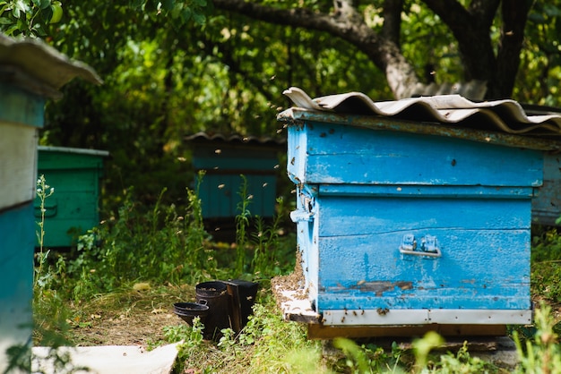 Un rucher dans le jardin. Vieilles ruches en bois multicolores dans le jardin.